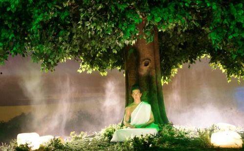 菩提树下全集在线观看,探寻禅宗智慧，在线观看的心灵之旅